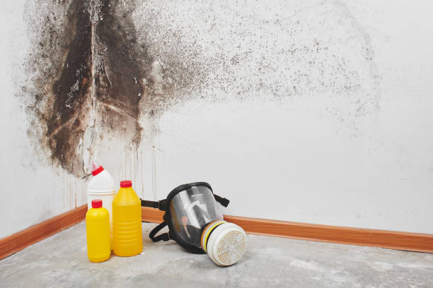 Best Best Mold Removal Companies  in Delft Colony, CA
