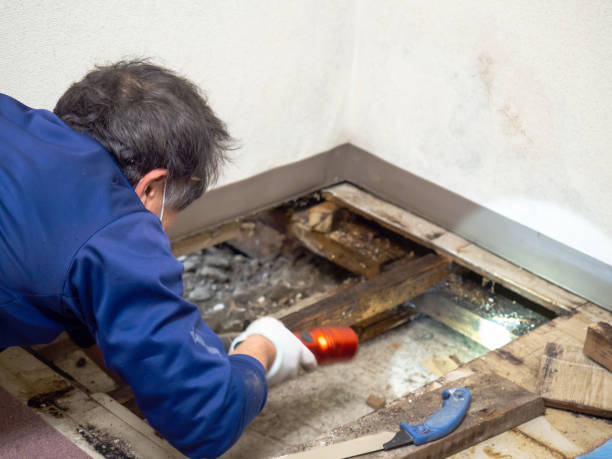 Best Local Mold Removal Service  in Delft Colony, CA