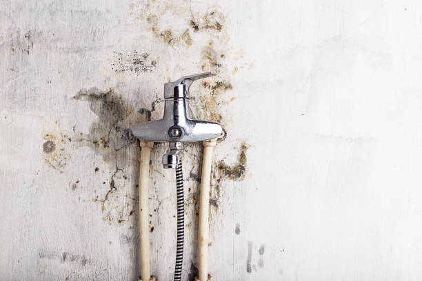 Best Certified Mold Removal  in Delft Colony, CA