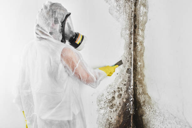 Best Attic Mold Removal  in Delft Colony, CA