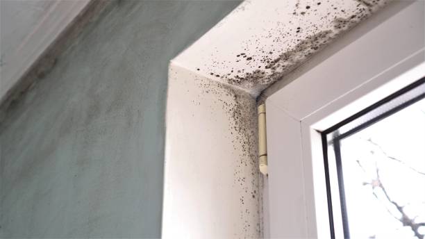 Best Mold Removal and Inspection  in Delft Colony, CA
