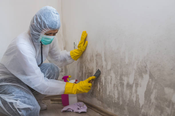 Certified Mold Removal in Delft Colony, CA