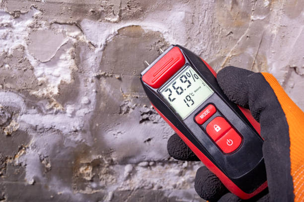 Mold Removal Process in Delft Colony, CA