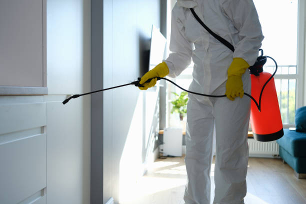 Best Best Mold Removal Companies  in Delft Colony, CA