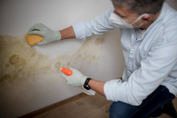 Best Toxic Mold Removal  in Delft Colony, CA