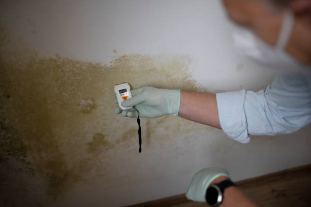 Mold Removal and Inspection in Delft Colony, CA