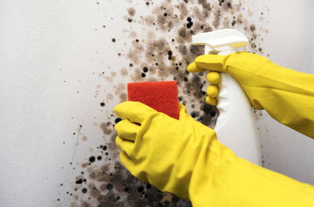 Best Black Mold Removal  in Delft Colony, CA