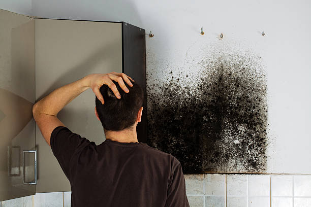 Best Mold Cleaning Services  in Delft Colony, CA
