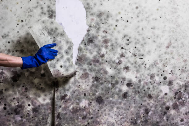 Trusted Delft Colony, CA Mold Removal Experts
