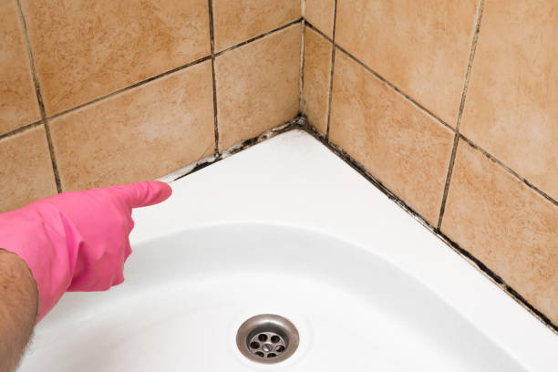 Best Toxic Mold Removal  in Delft Colony, CA