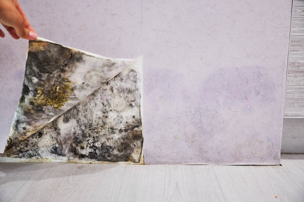 Best Professional Mold Removal  in Delft Colony, CA